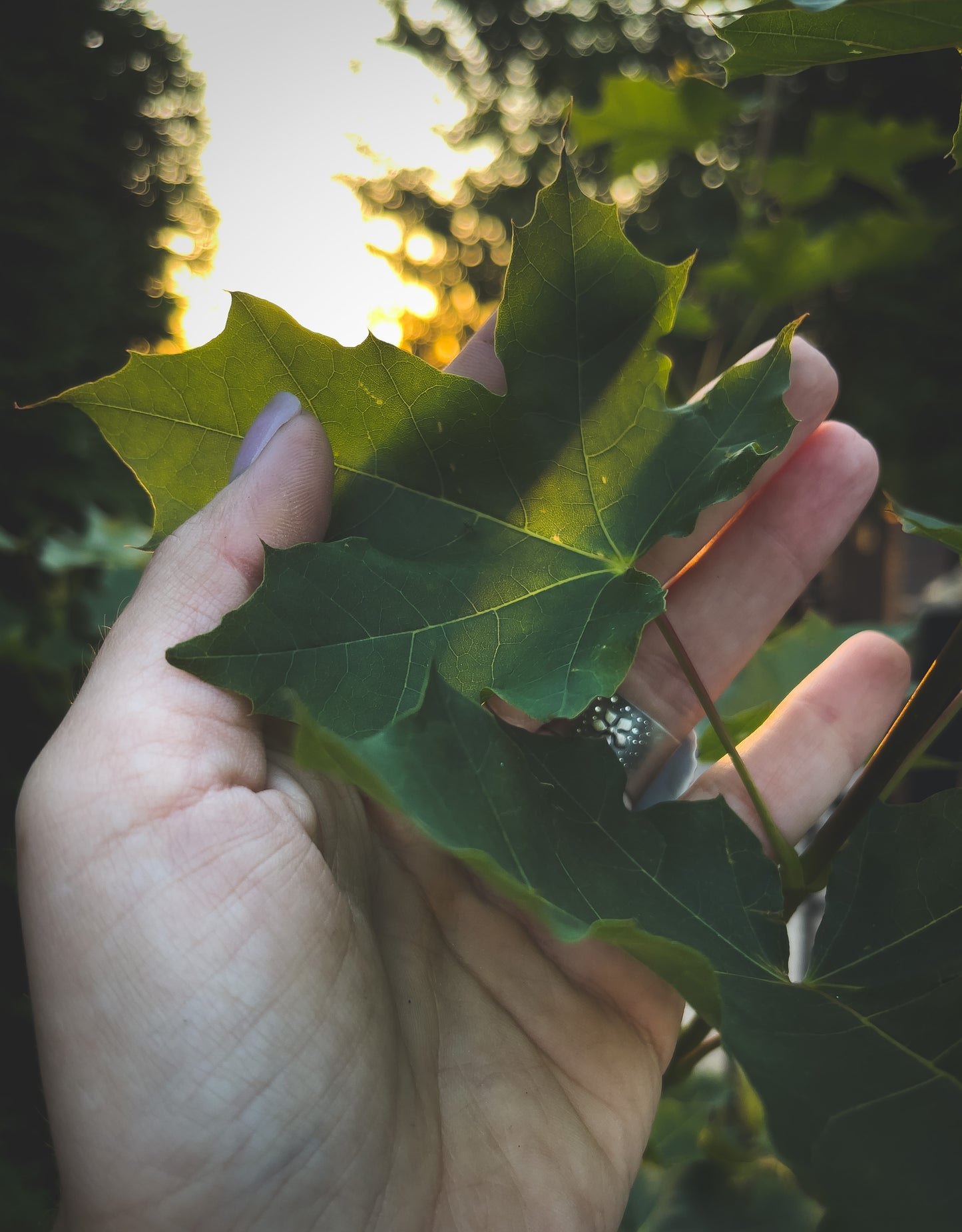 The Jasmine Ring 7.5 US